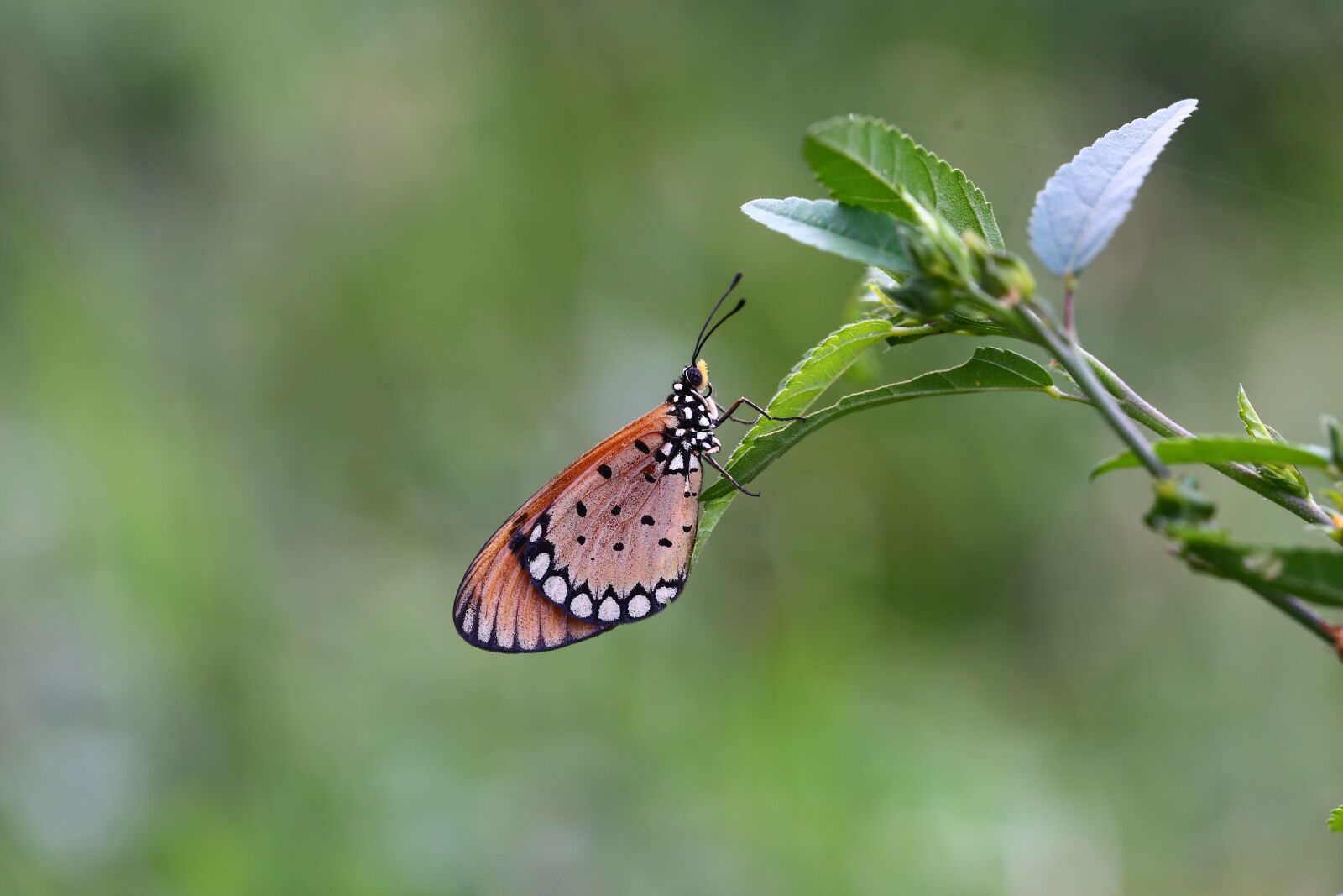 Canon EF 100mm F2.8L Macro IS USM sample photo. Nature, butterfly, insect photography