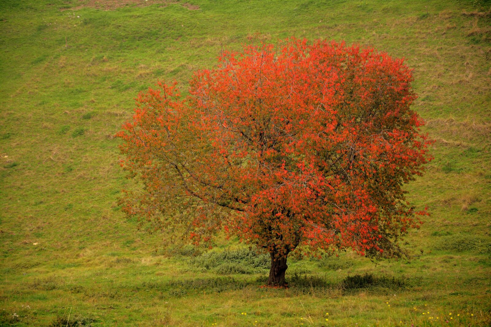 Nikon D7100 sample photo. Tree, leaves, autumn photography