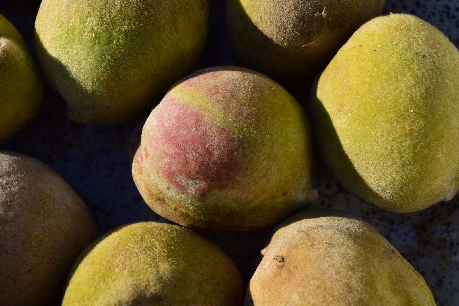 Nikon D3300 sample photo. Almonds, close up, eat photography