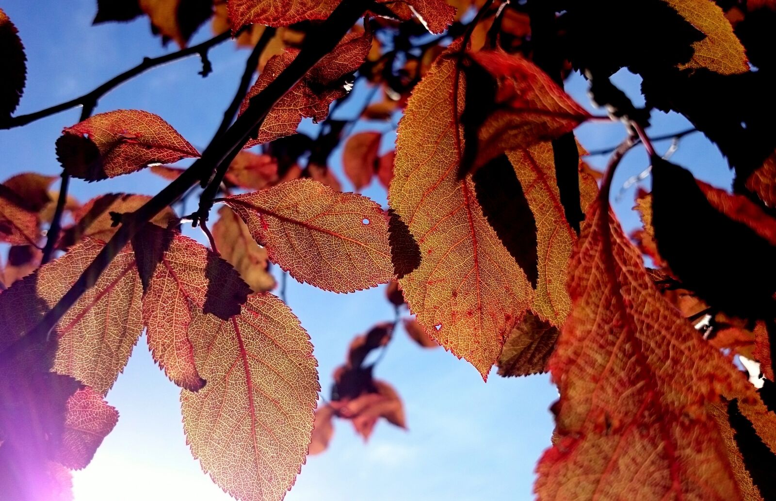 Sony Xperia Z1 Compact sample photo. Autumn, leaves, fall foliage photography