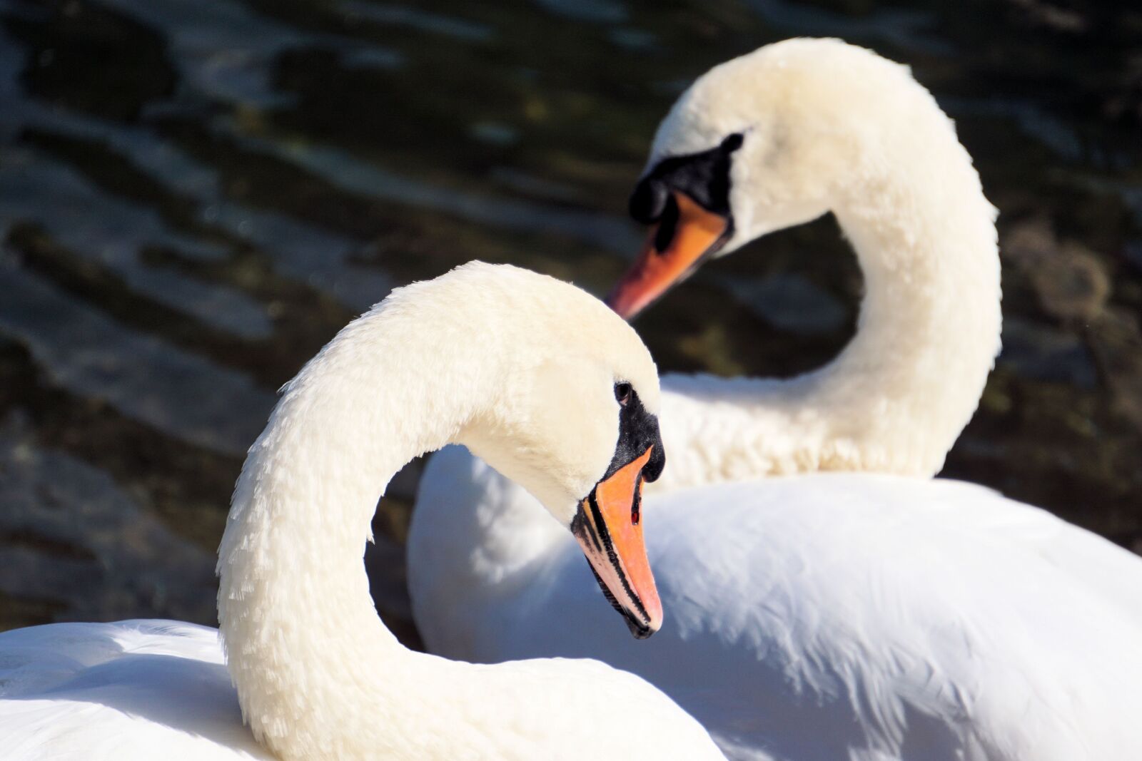 Sony E 55-210mm F4.5-6.3 OSS sample photo. Swans, together, water photography