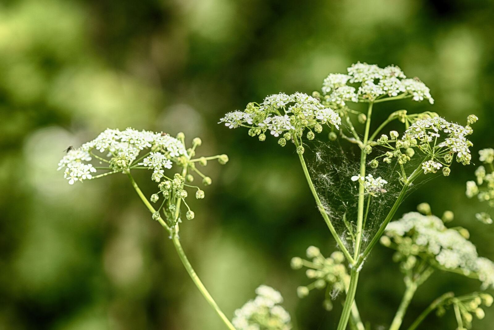 Canon EOS 7D Mark II + Canon EF 135mm F2L USM sample photo. Growth, plant, spring flower photography