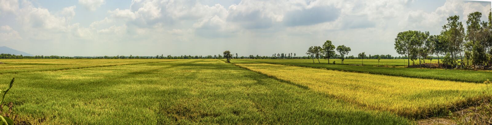 Canon EOS 5D sample photo. Mekong delta, rice, field photography