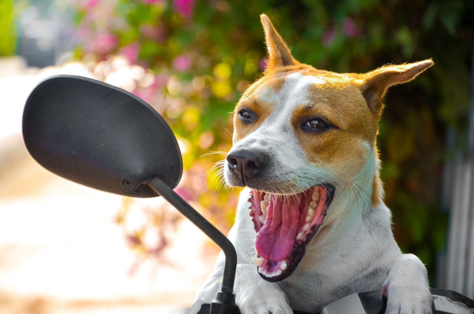 Nikon D7000 sample photo. Animal, lovely, pet photography