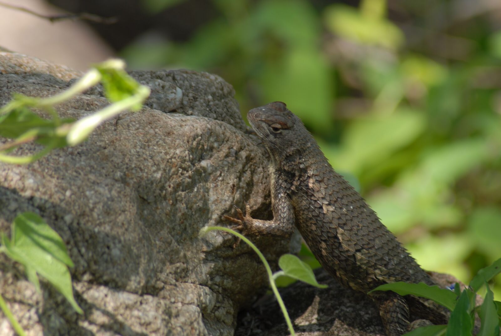 Nikon D200 sample photo. Insects, nature, lizard photography