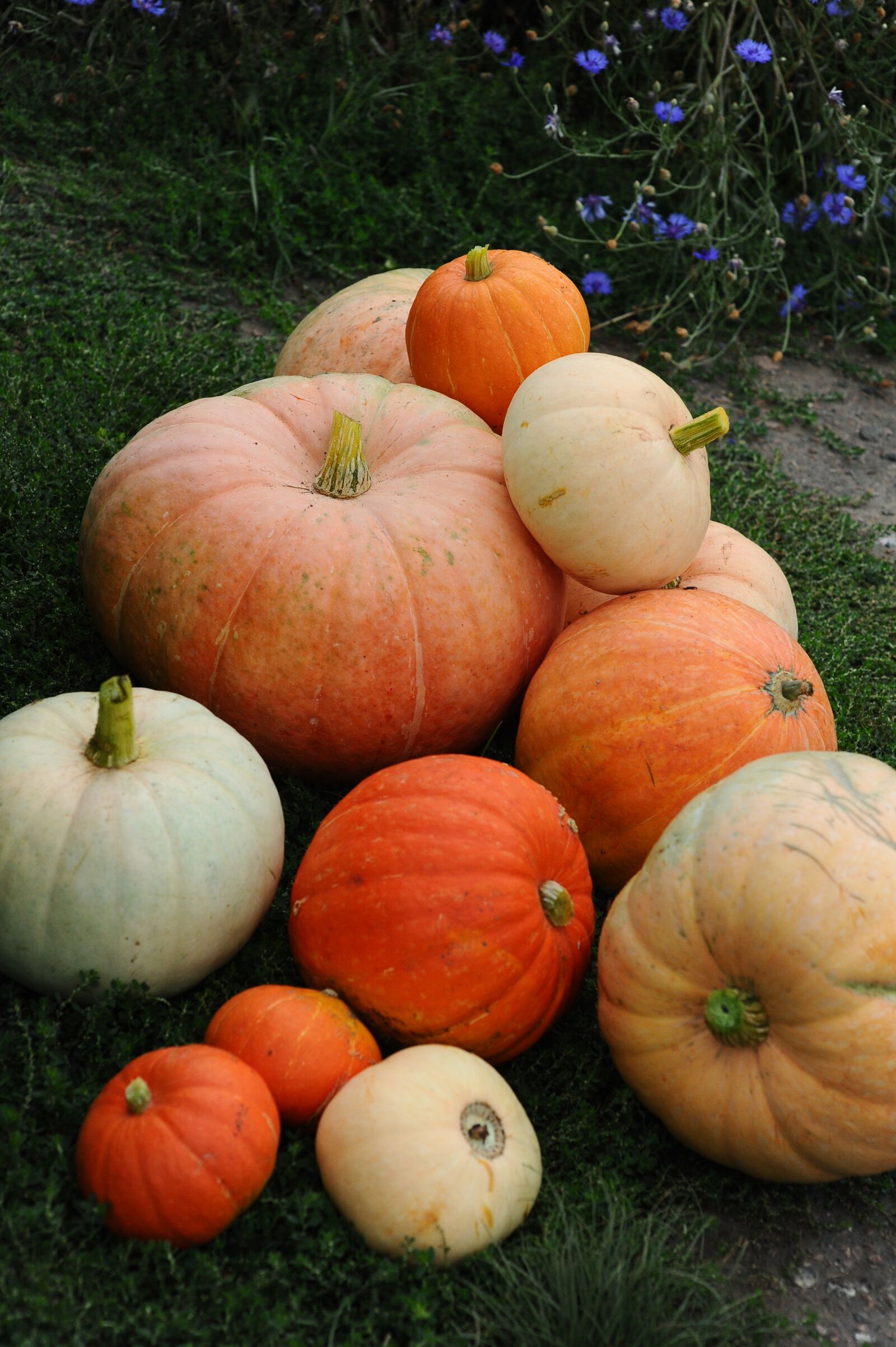 Nikon D3S sample photo. Pumpkin, autumn, harvest photography