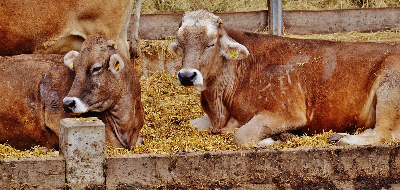 Nikon D3200 sample photo. Cows, cattle, farm photography