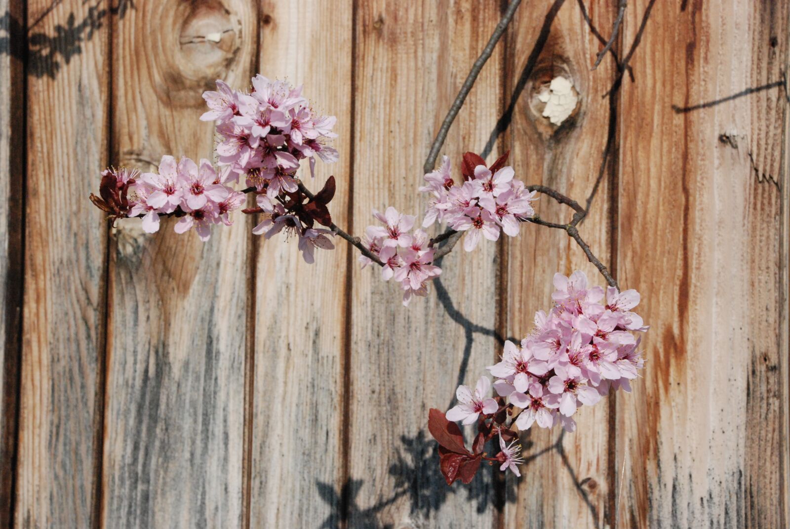 Nikon D80 sample photo. Blossom, bloom, branch photography