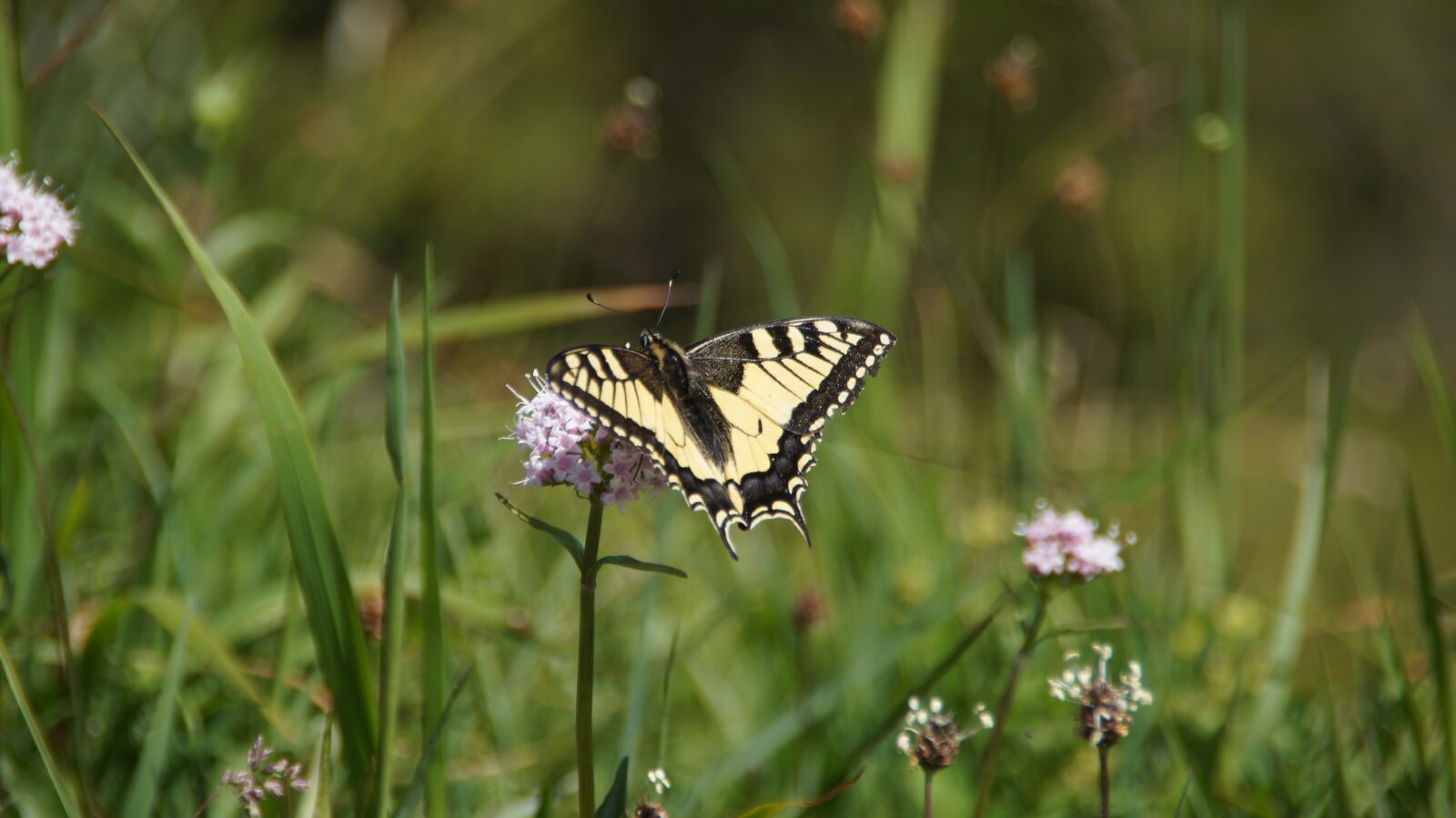 Sony SLT-A55 (SLT-A55V) sample photo. Butterfly, dovetail, meadow photography