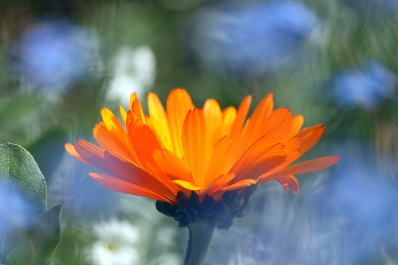 Canon EOS 700D (EOS Rebel T5i / EOS Kiss X7i) sample photo. Marigold, orange blossom, flower photography