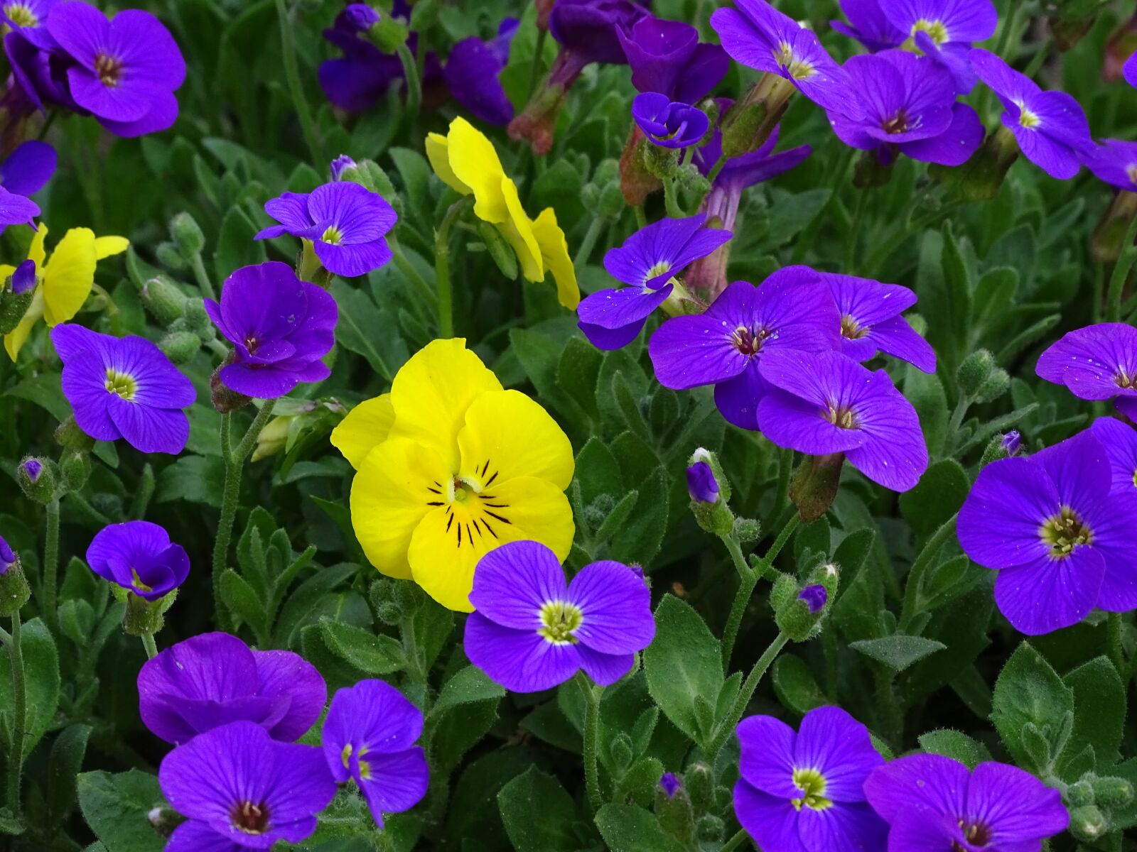 Sony Cyber-shot DSC-HX400V sample photo. Blue pillow, aubrieta, cruciferous photography