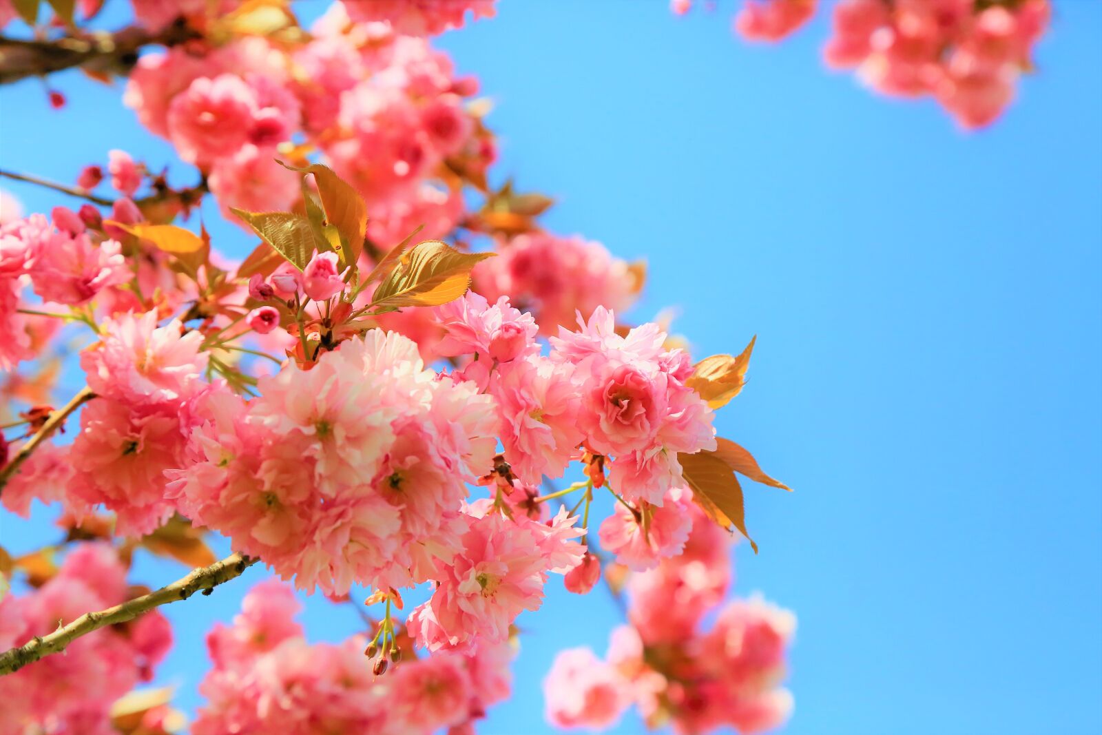 Canon EF 24-105mm F4L IS USM sample photo. Flower, cherry, tree photography