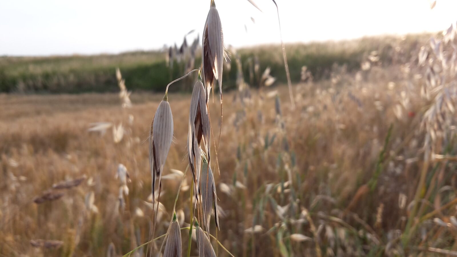 Samsung Galaxy S5 Mini sample photo. Summer, oats, cereals photography
