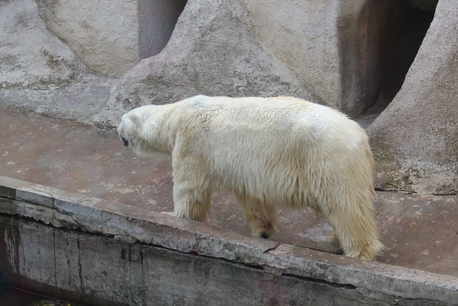 Canon EOS 550D (EOS Rebel T2i / EOS Kiss X4) sample photo. Animals, bear, zoo photography