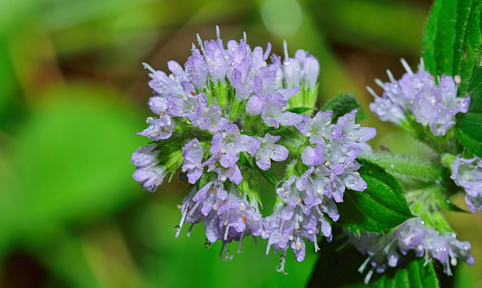 Nikon D5300 sample photo. Nature, flower, macro photography
