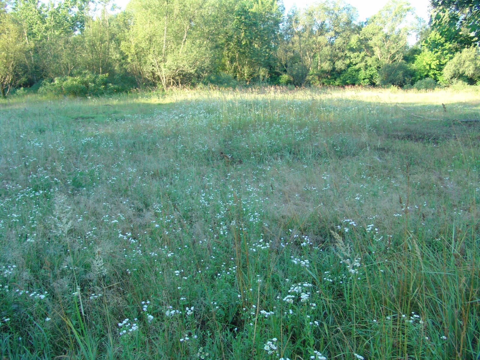 Sony DSC-F828 sample photo. Dawn, island, drava photography