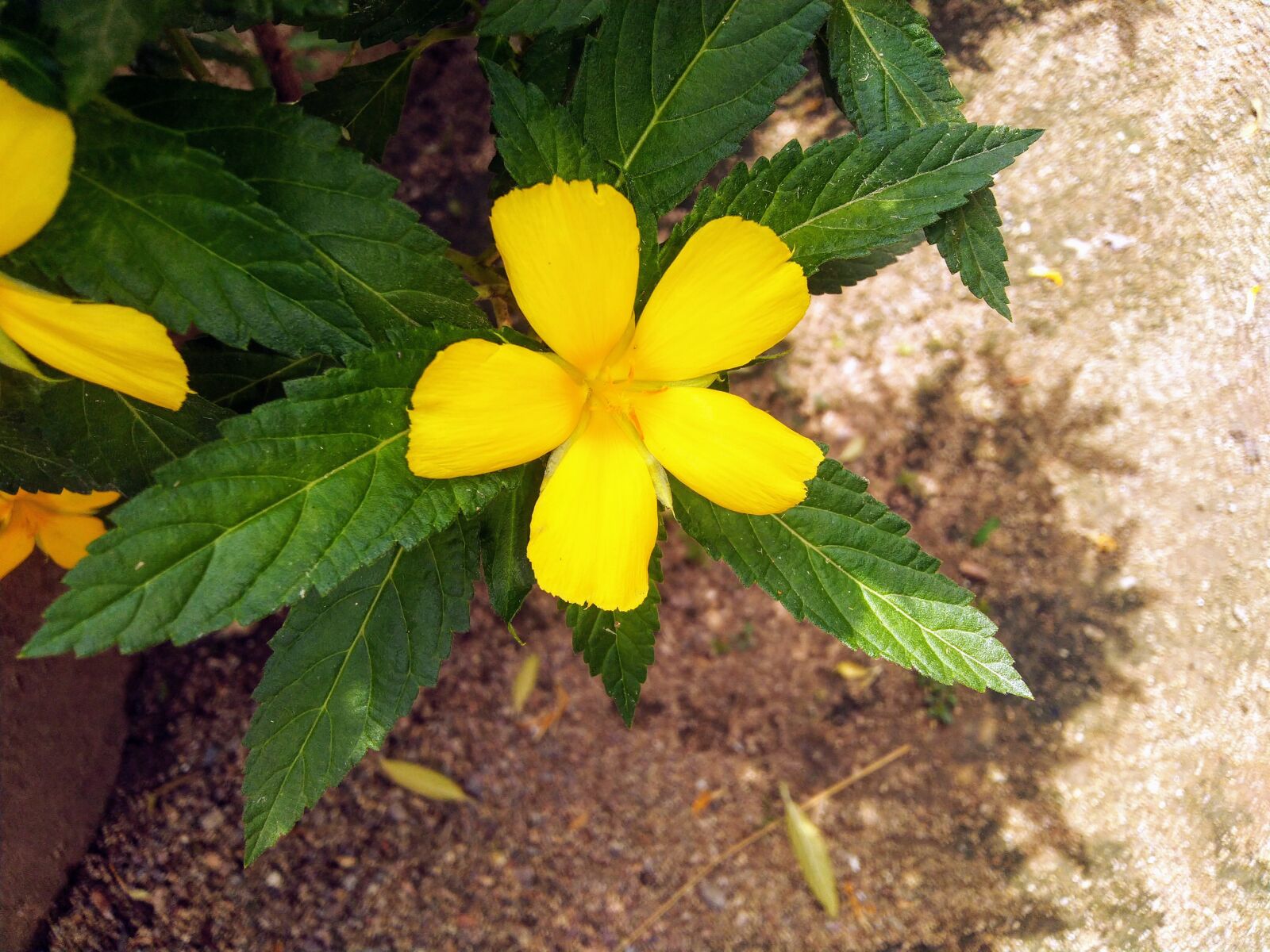 ASUS ZenFone Max Pro M1 (ZB602KL) (WW) / Max Pro M1 (ZB601KL) (IN) sample photo. Flowers, green, plant photography