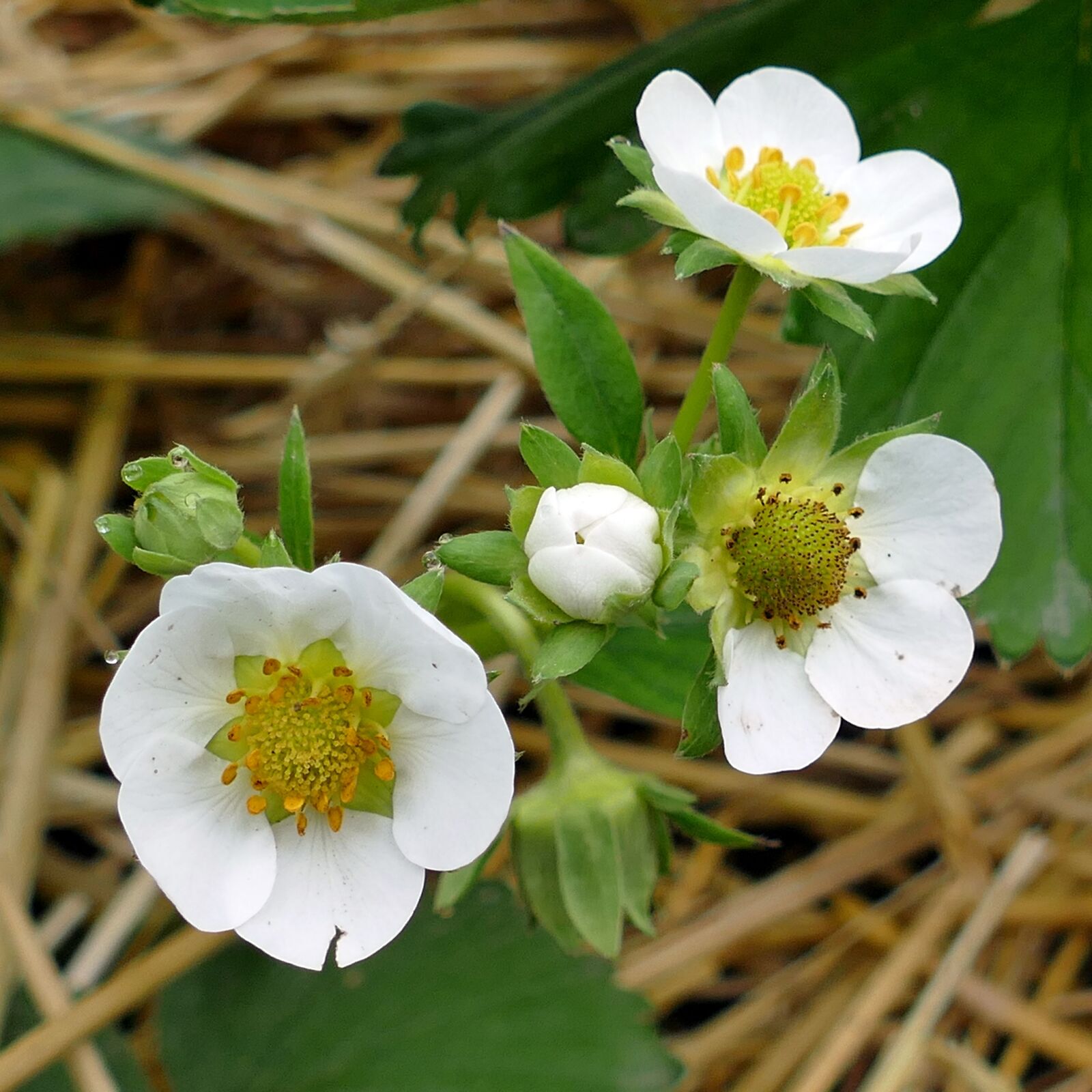 Panasonic Lumix DMC-FZ1000 sample photo. Strawberry, flowers, straw photography