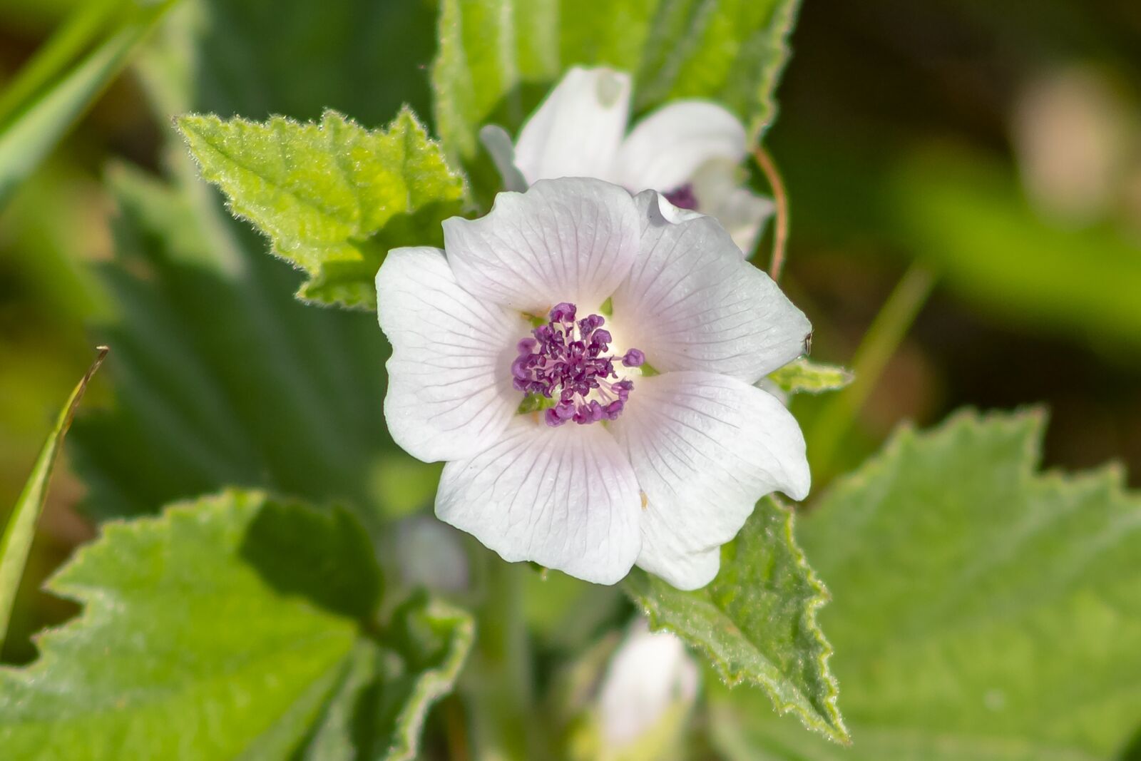 Canon EF75-300mm f/4-5.6 sample photo. Wildflower, meadow flower, flower photography