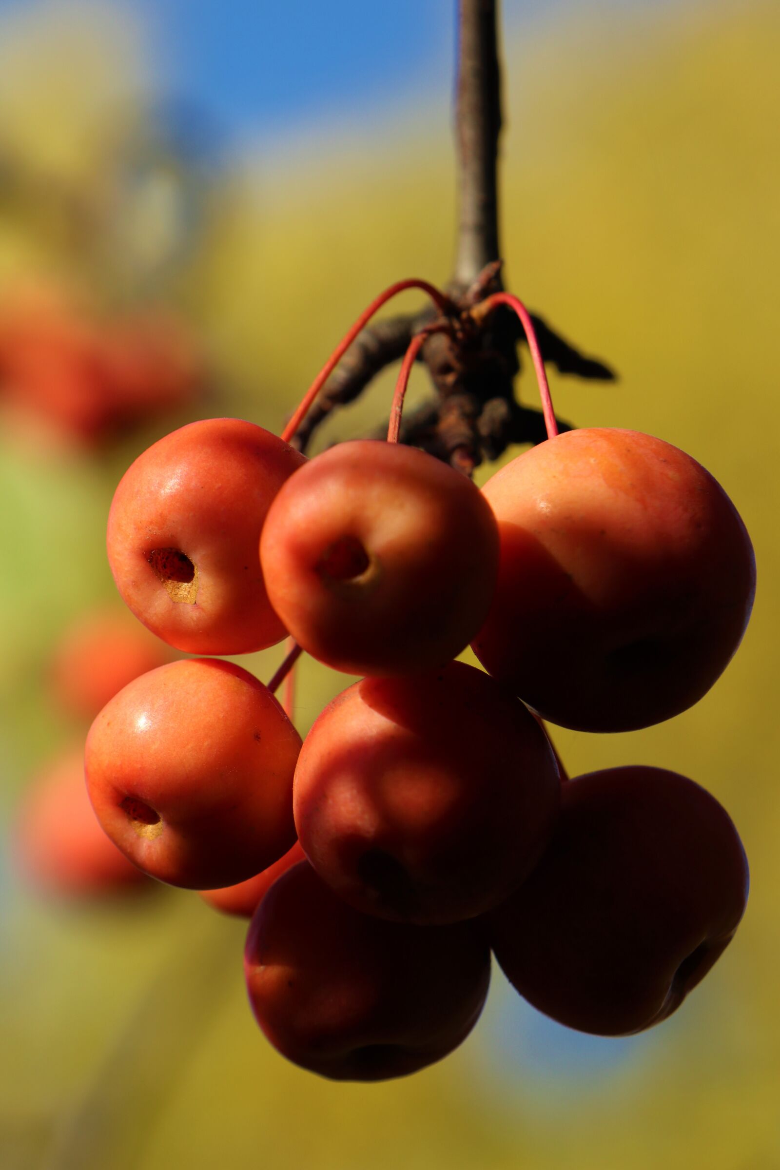 Canon EOS M6 sample photo. Fruit, wild, apples photography