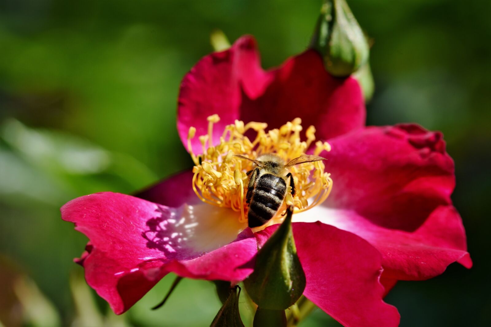 Nikon D7200 sample photo. Anemone, florets, blossom photography