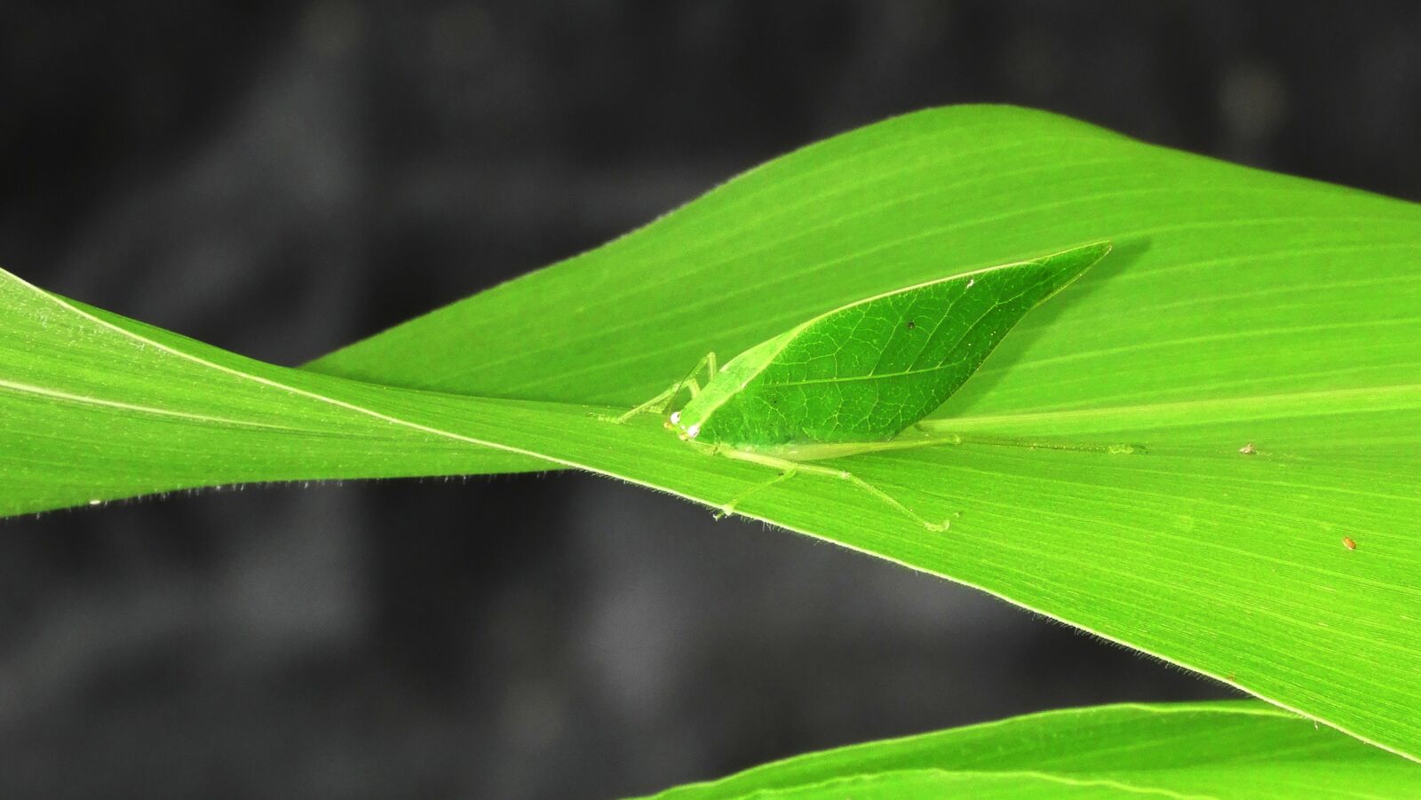 Nikon Coolpix B700 sample photo. Grillo sheet, plant, nature photography