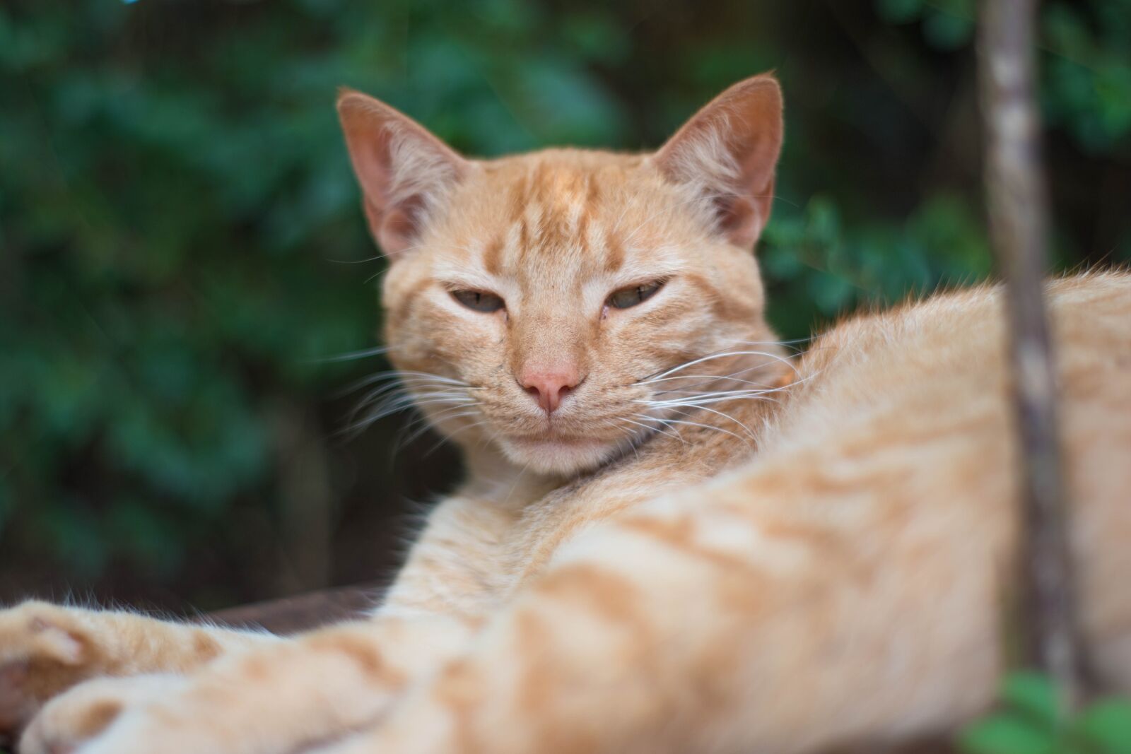 Nikon D5500 sample photo. Look, nat, cat photography