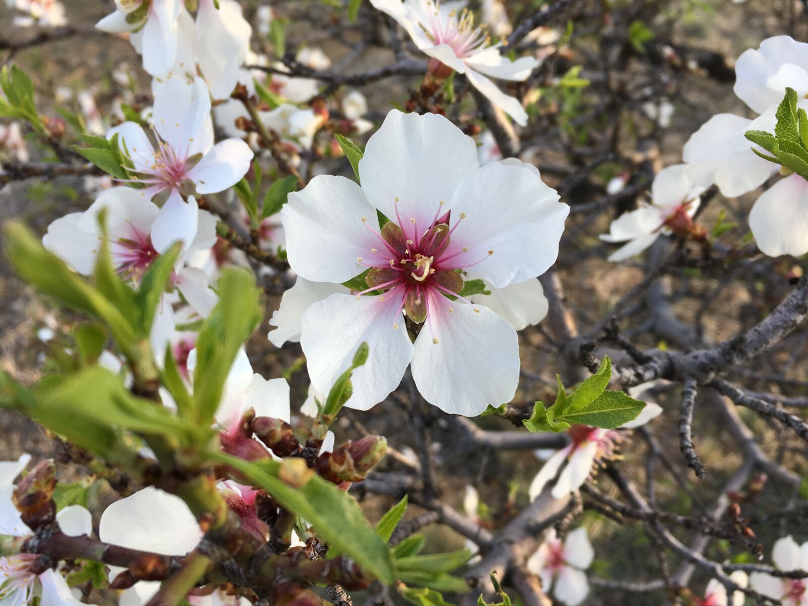 Apple iPhone 6s sample photo. White flowers, anatolian plants photography