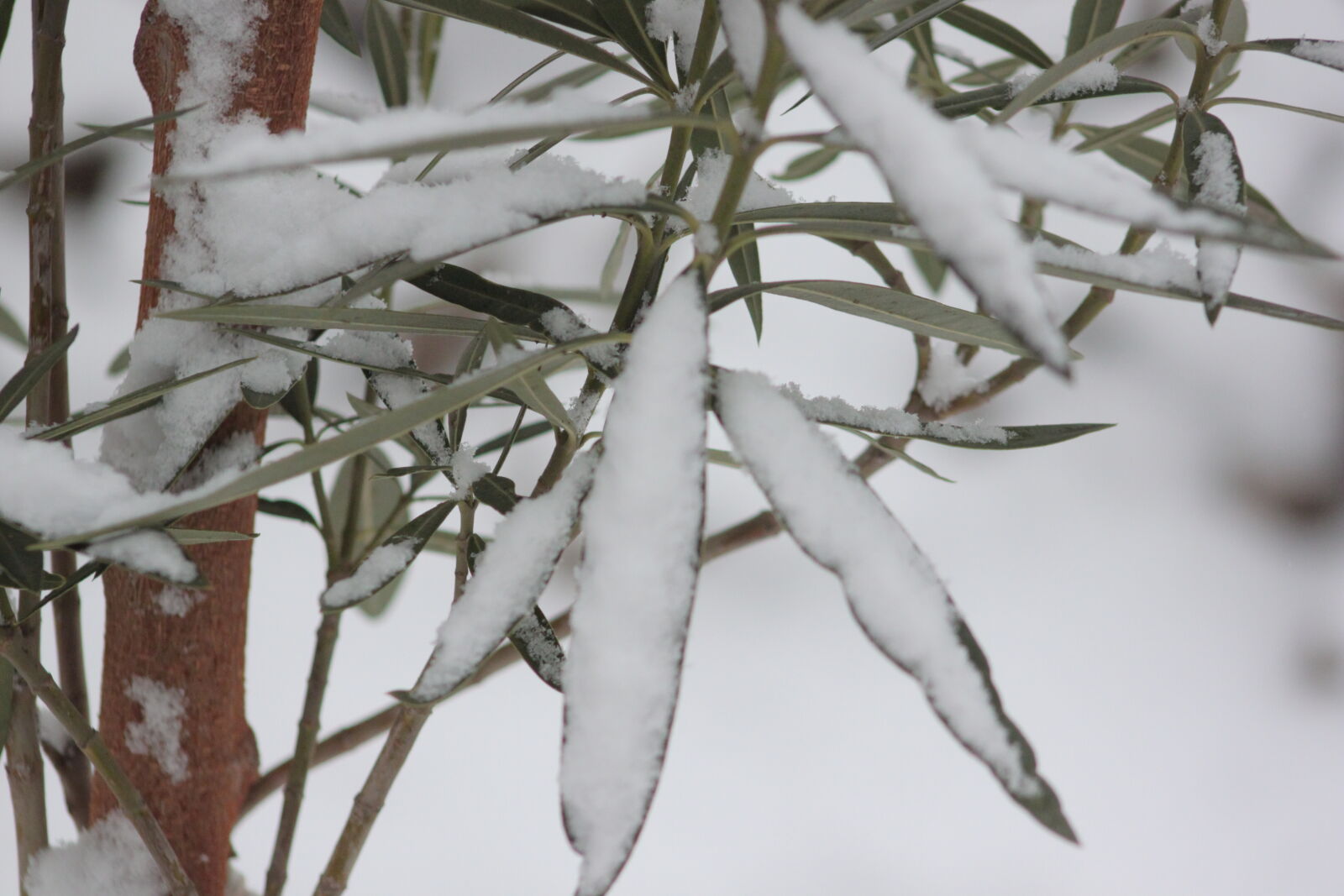 Canon EF 75-300mm f/4-5.6 sample photo