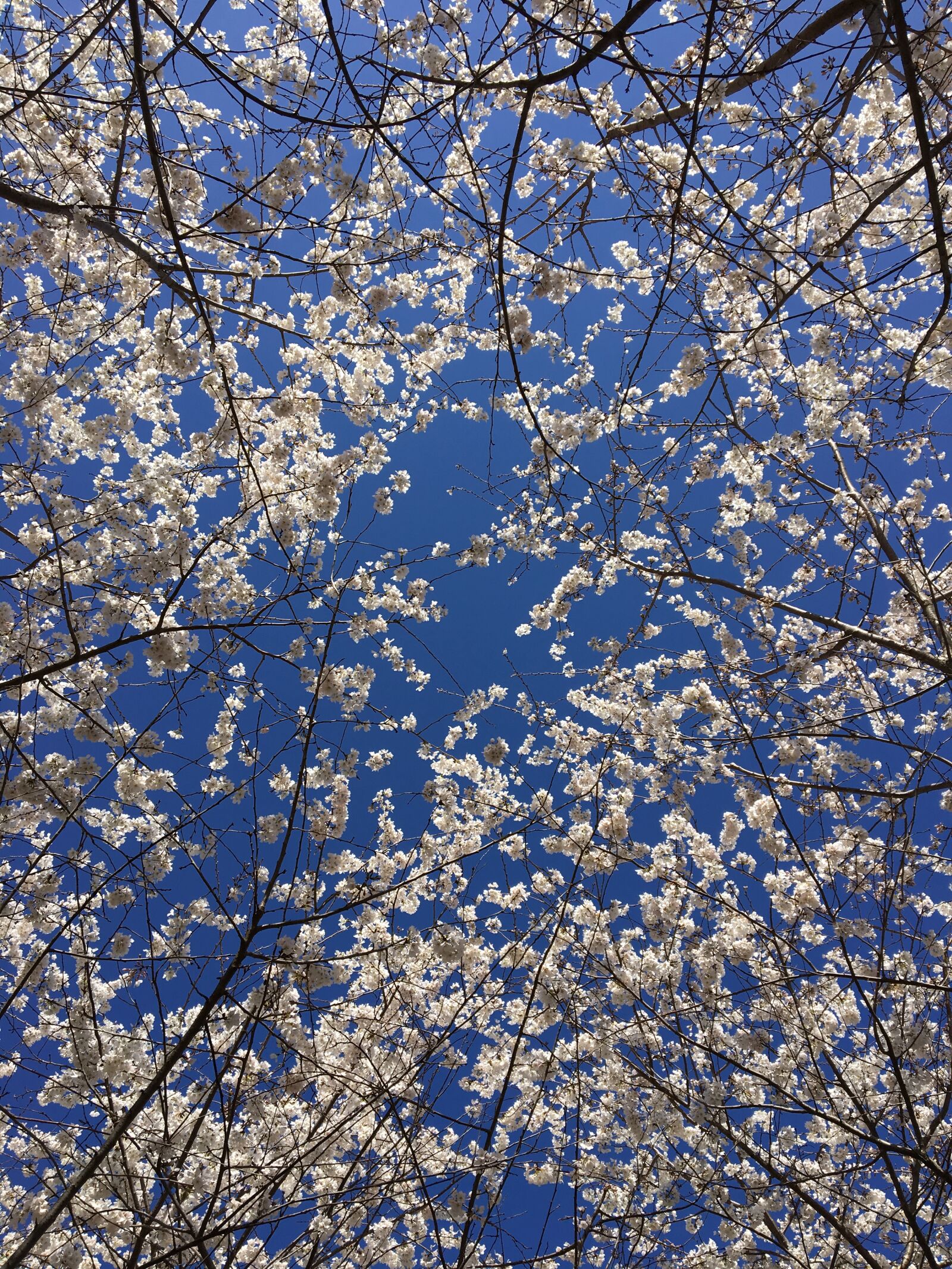 Apple iPhone 6s sample photo. Cherry blossom, tree, sakura photography