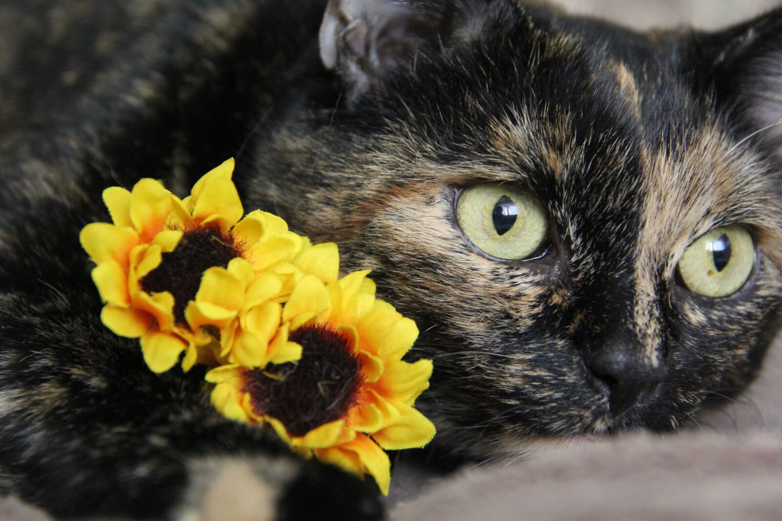 Canon EOS 60D sample photo. Cat, fur, pet photography