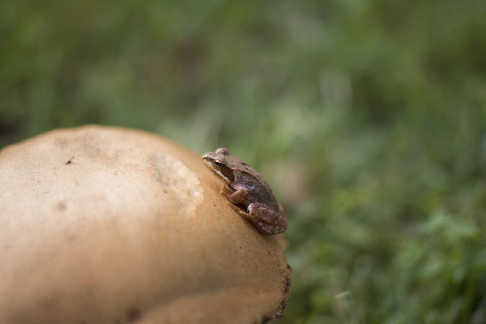 Canon EOS 70D + Canon EF 35mm F2 sample photo. Mushroom, nature, autumn photography