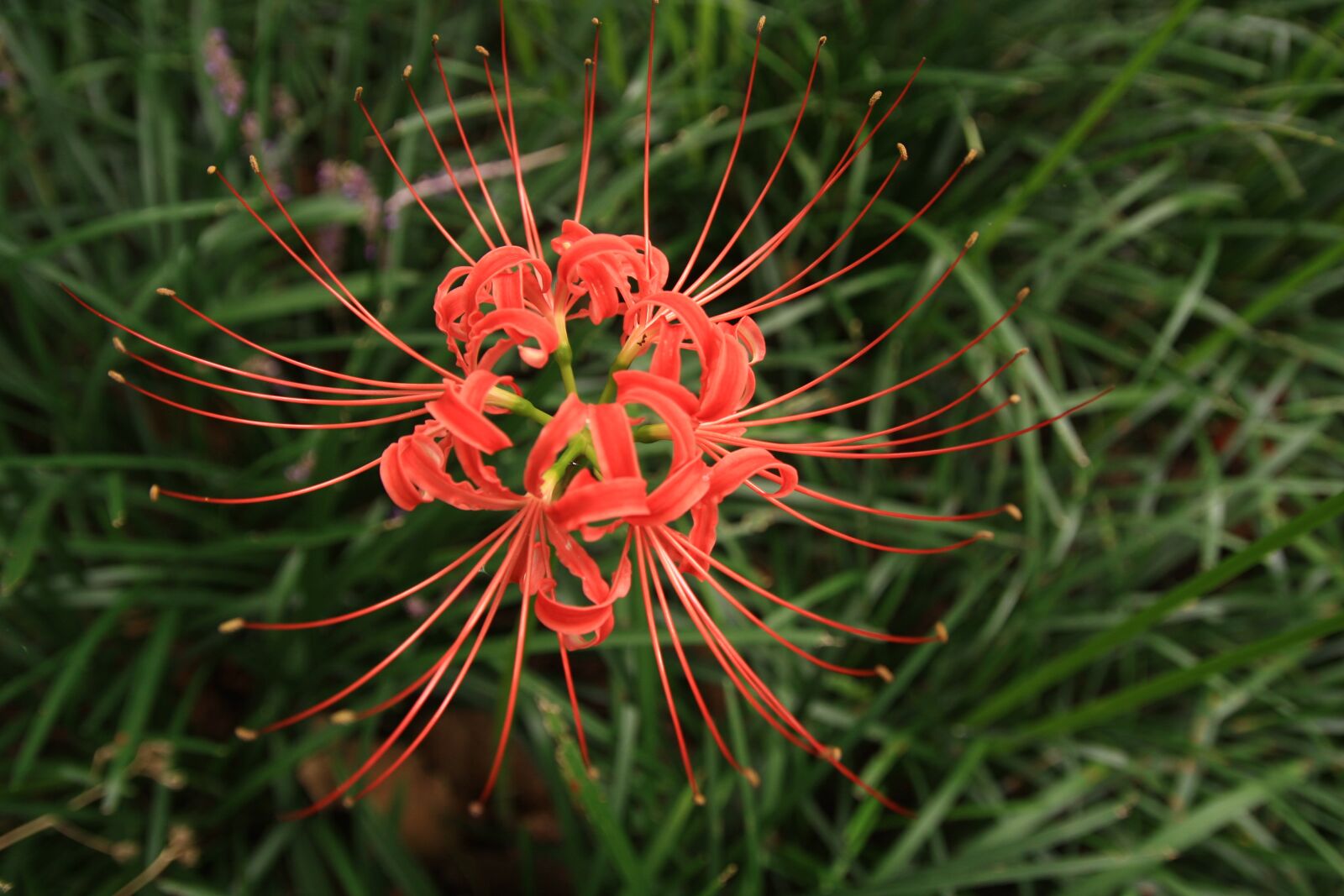 Canon EOS 40D sample photo. Xishan, flowers, lycoris squamigera photography