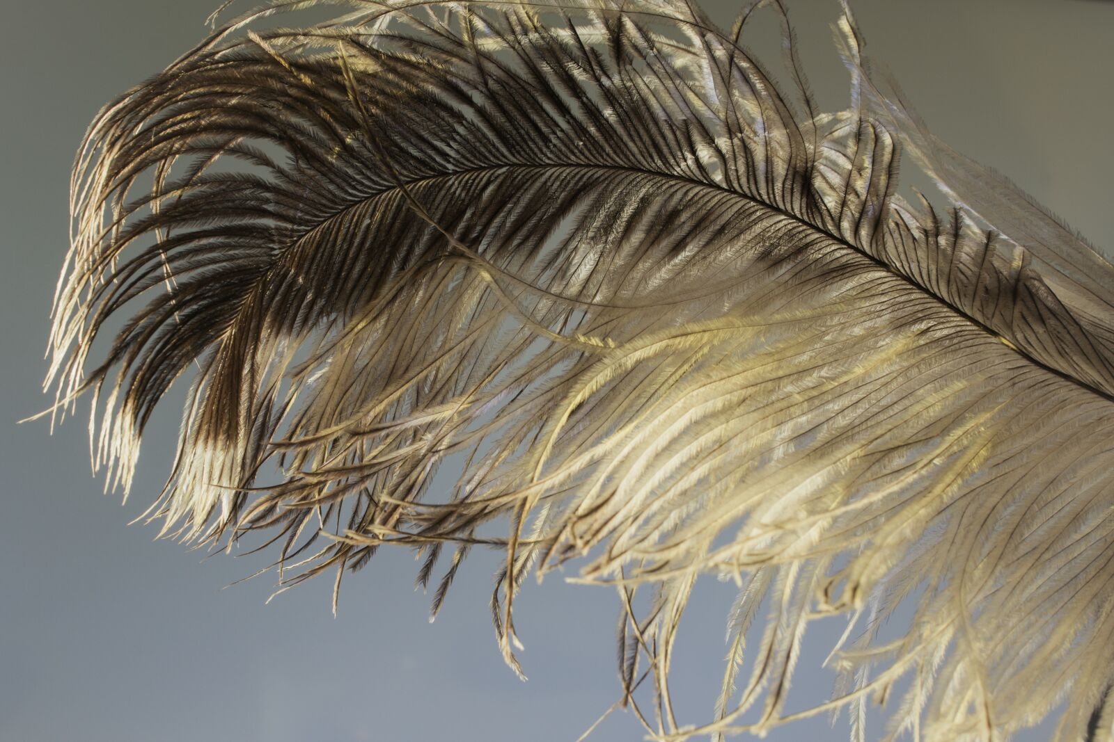 Canon EF 50mm F2.5 Macro sample photo. Ostrich feather, feather, ease photography