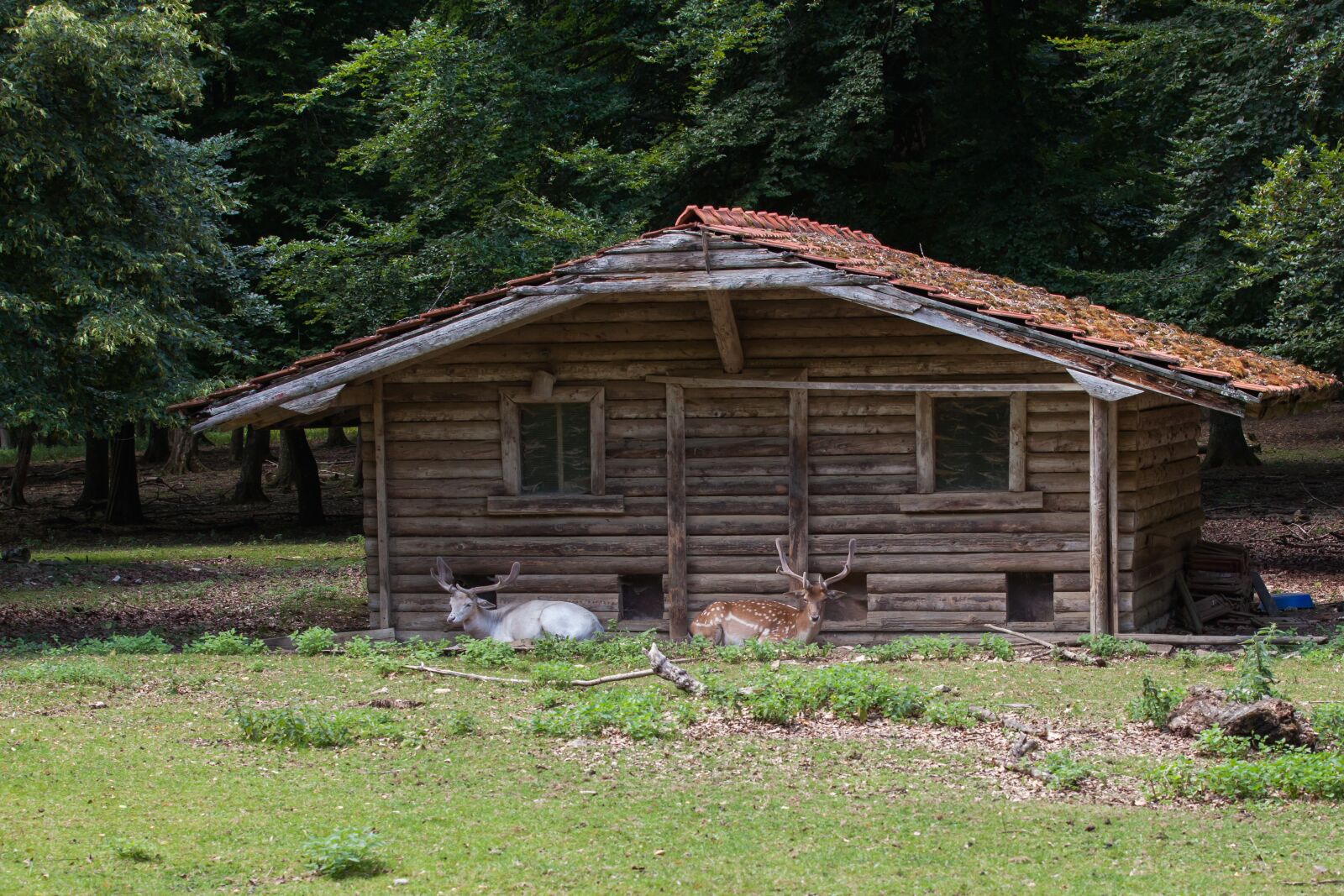 Canon EOS 5D Mark II + Canon EF 70-200mm F2.8L IS II USM sample photo. Forest, hut, nature photography