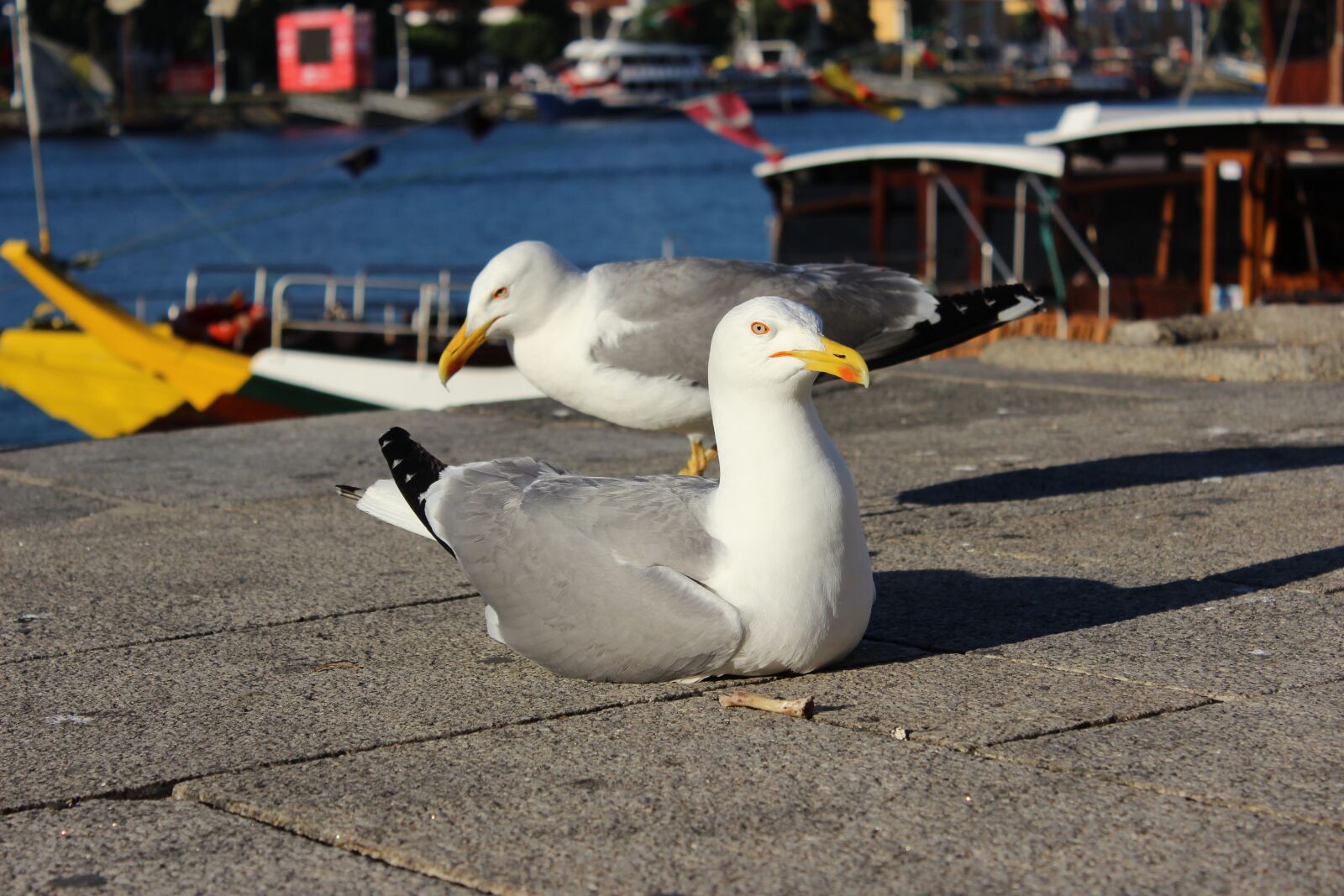 Canon EOS 600D (Rebel EOS T3i / EOS Kiss X5) sample photo. Porto river, seagull, right photography