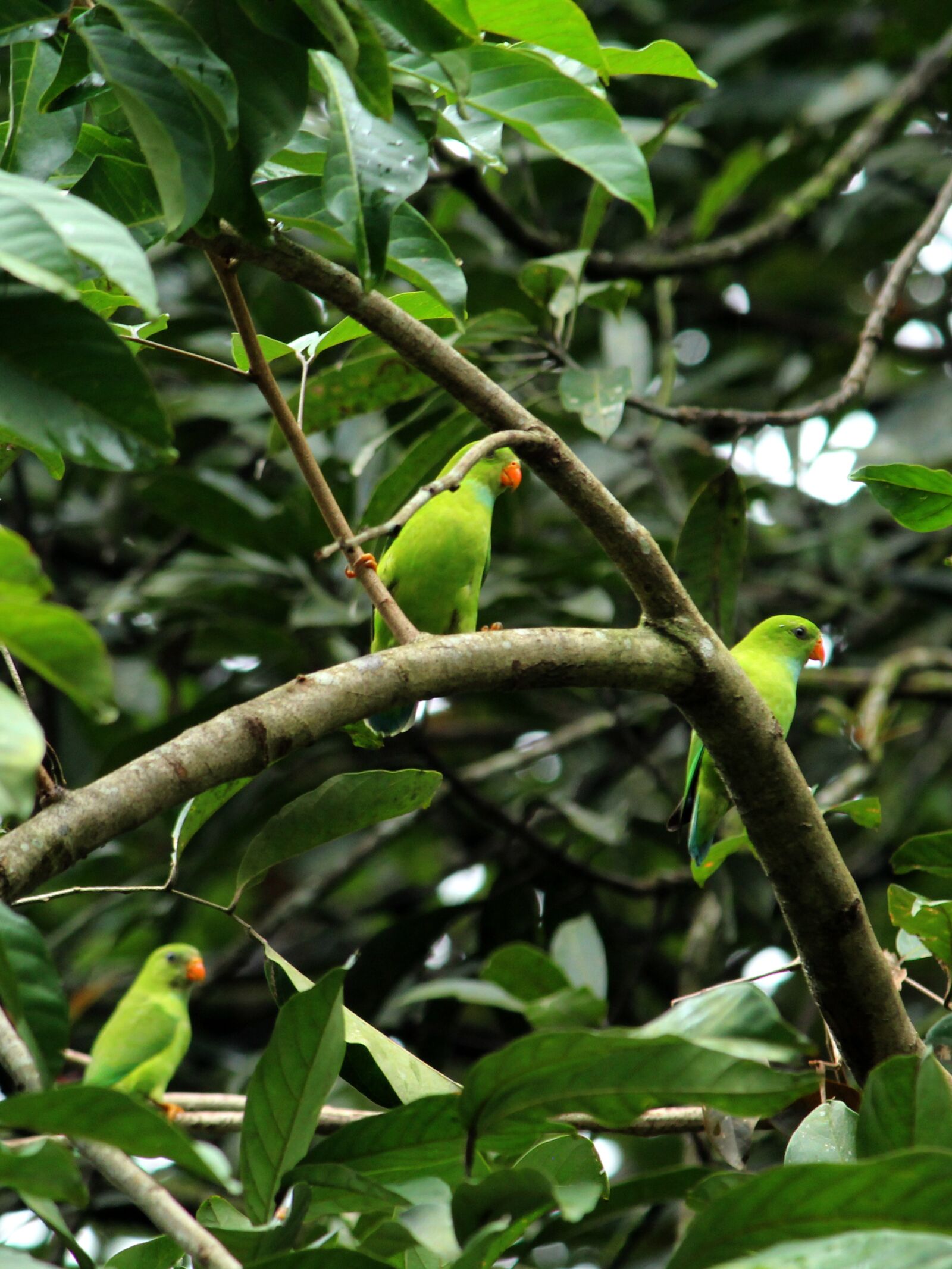 Canon EOS 1300D (EOS Rebel T6 / EOS Kiss X80) sample photo. Vernal, hanging, parrot photography