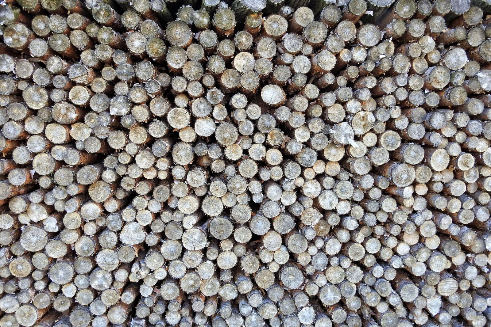Nikon Coolpix P900 sample photo. Holzstapel, texture, wood photography