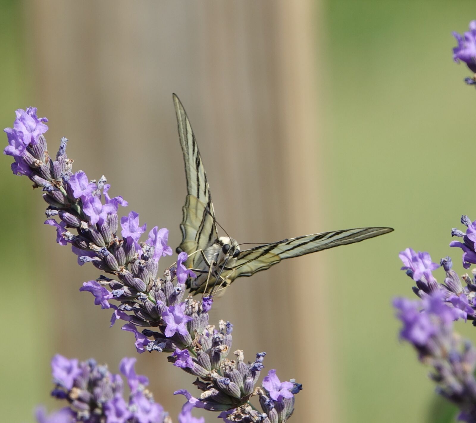 Sony Cyber-shot DSC-RX10 III sample photo. Butterfly, lavender, summer photography