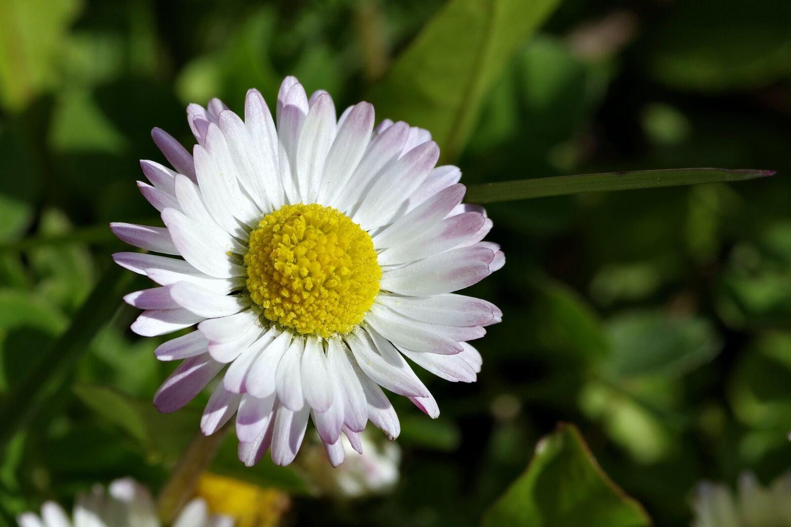 Pentax K-S2 sample photo. Daisy, white, flower photography