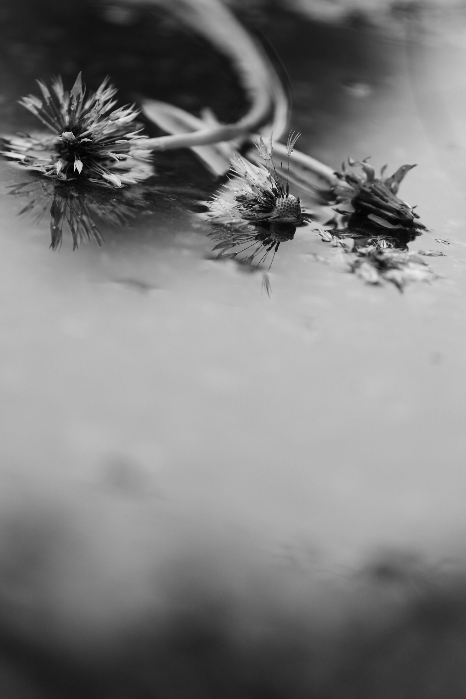 Canon EOS 7D Mark II sample photo. Water, rain, flower photography