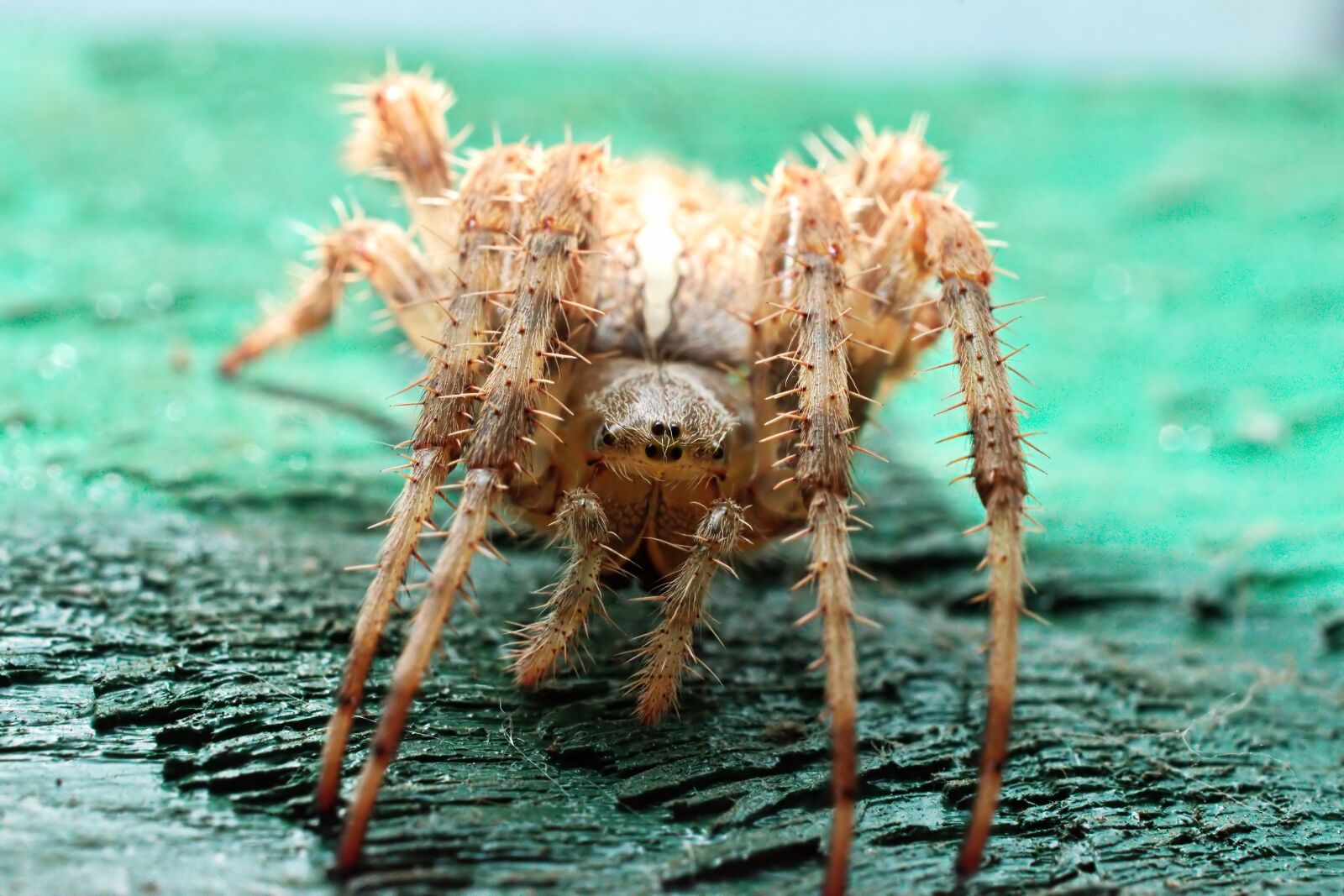 Nikon D5300 sample photo. Spider, almost, macro photography