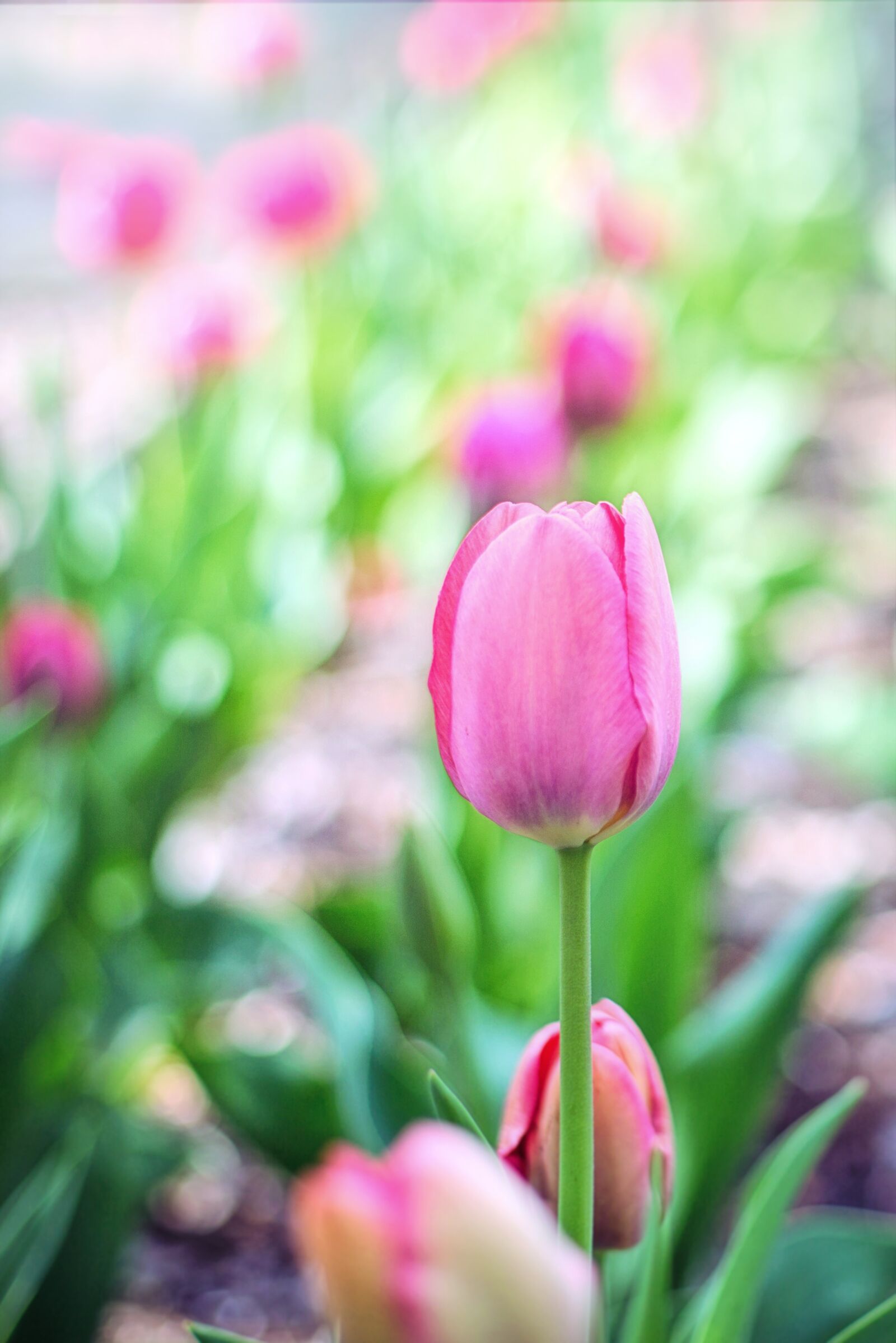 Canon EF 50mm F1.4 USM sample photo. Spring, tulips, pink photography