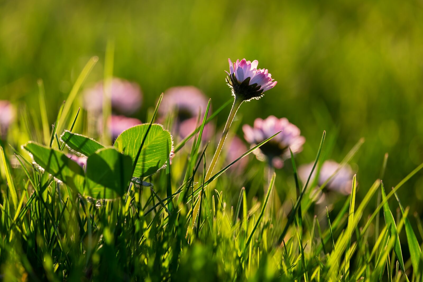 Fujifilm XF 55-200mm F3.5-4.8 R LM OIS sample photo. Daisy, backlighting, light reflections photography