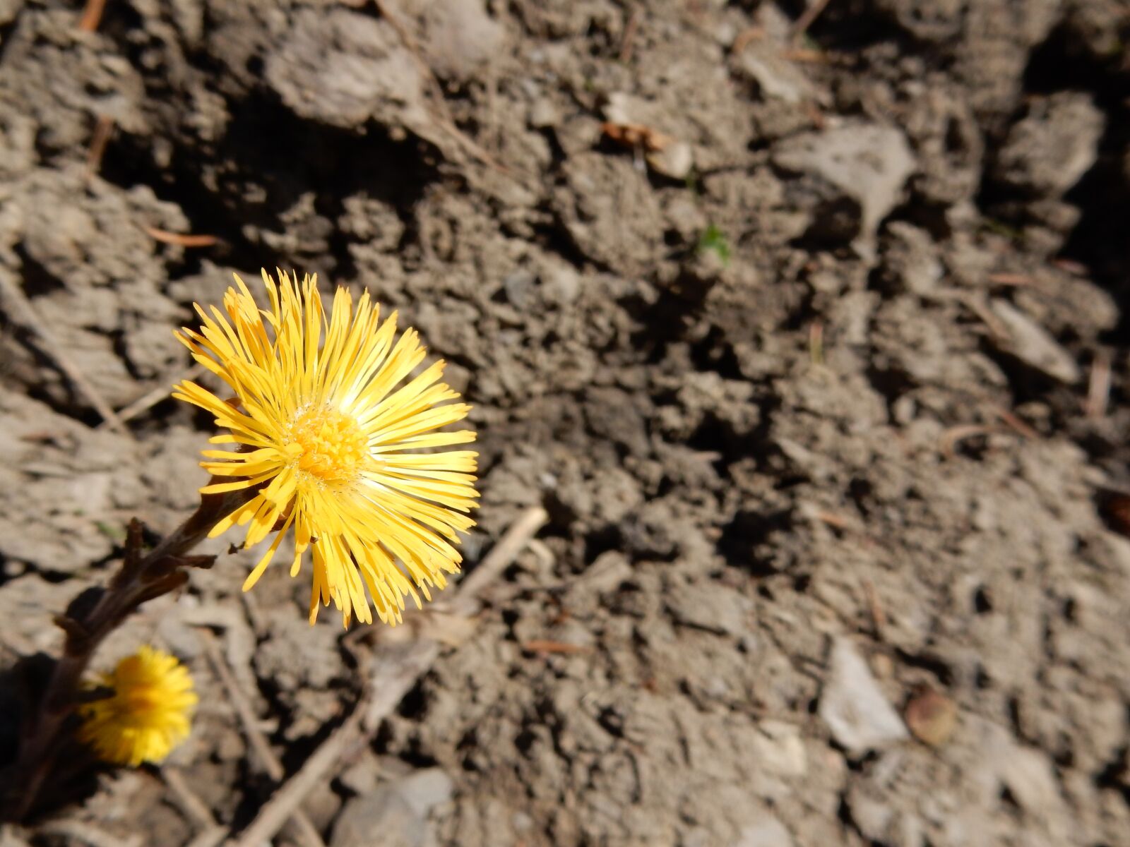 Nikon Coolpix S9900 sample photo. Yellow, flower, desert photography