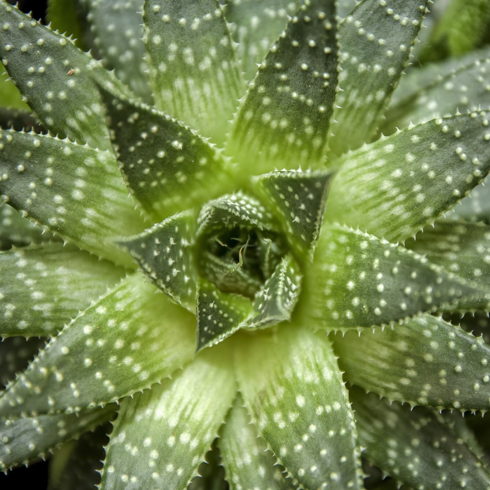 Canon EOS 50D sample photo. Hawortia, succulente, agave photography