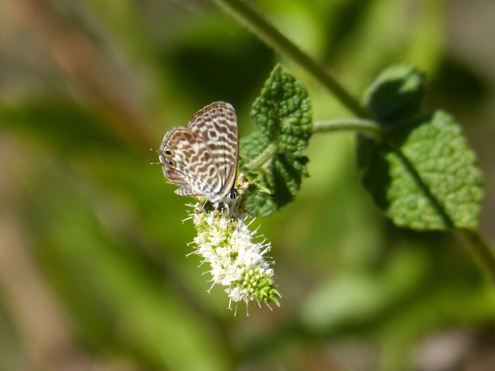 Panasonic DMC-FZ62 sample photo. Butterfly, wild mint, flower photography