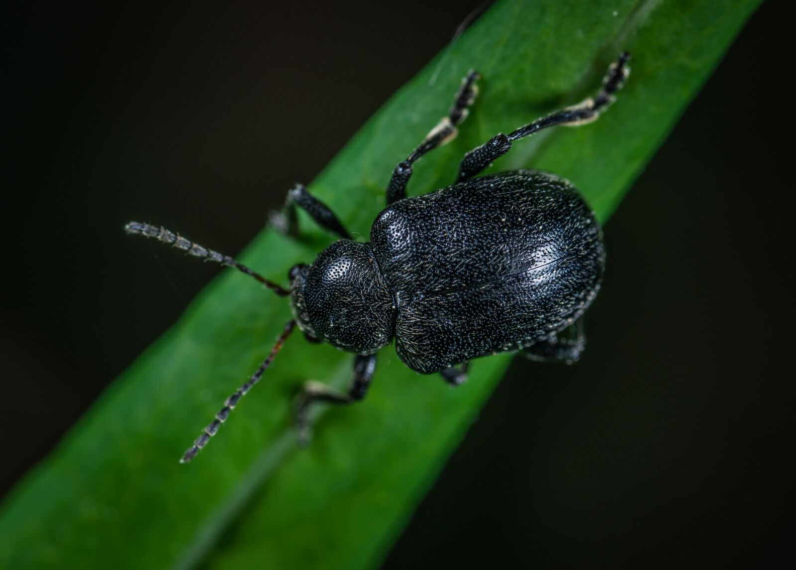 Sony a7R II sample photo. Macro, insect, beetle photography