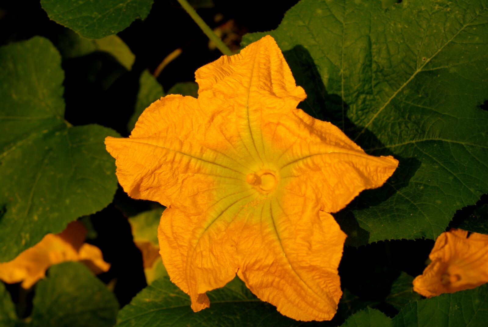 Nikon D200 sample photo. Bed, pumpkin, flower photography
