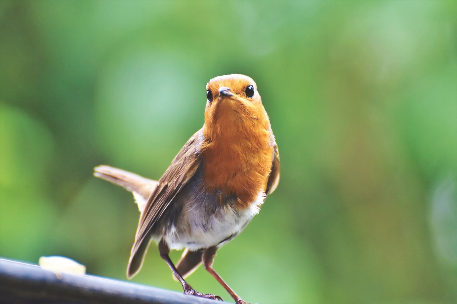 Nikon D7200 sample photo. Robin, bird, songbird photography